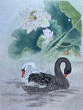 Black and White Swans with Lotus