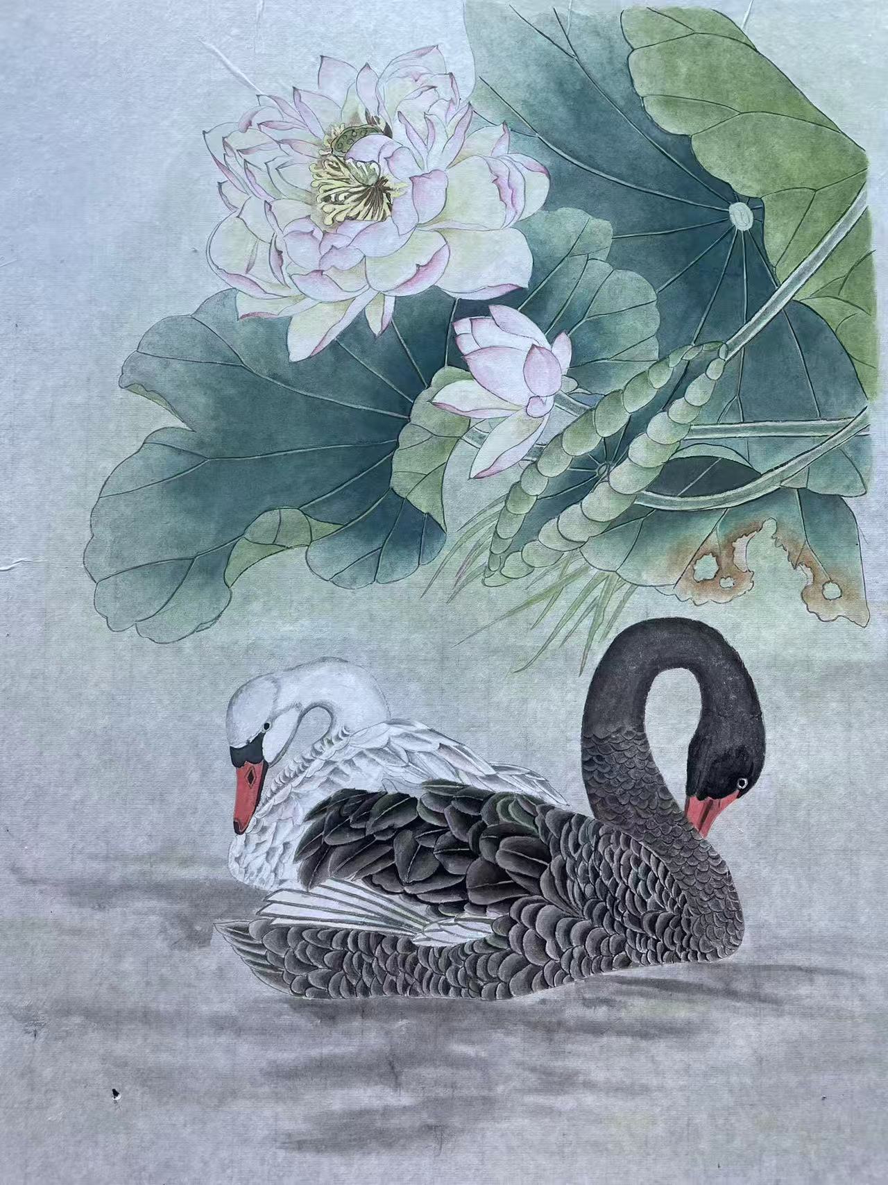 Black and White Swans with Lotus